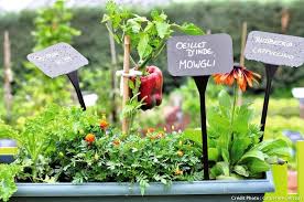 Potager Sur Le Balcon Les 10 Legumes Qui Poussent Bien En Pot Potager Potager Balcon Potager Sureleve