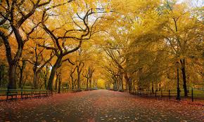 Image result for Royal Ivory 1986 Lomas H