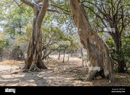 Image result for Sterculia africana