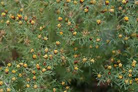 Image result for Dyssodia