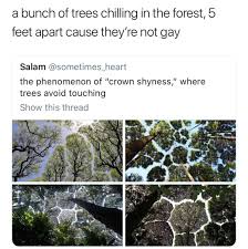 That S Actually Rly Beautiful And Some Person Somewhere Came Up With Some Rly Awesome Meaning For It That Doesnt Call Freaking Trees Memes Funny Pictures Laugh