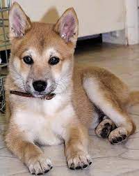 soren the shiba inu 柴犬 子犬 柴犬 子犬