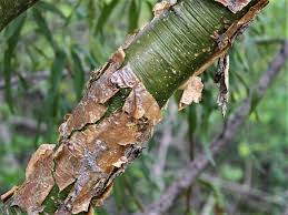 Image result for Commiphora mossambicensis