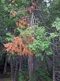 Image result for kabatina thujae