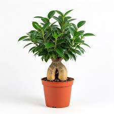 Image result for Ficus