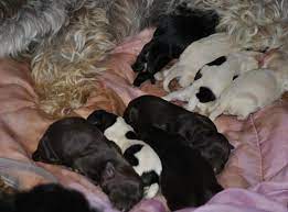 Maybe you would like to learn more about one of these? Delilahs Havanese Puppies Newborn For Sale In Foley Minnesota Classified Americanlisted Com