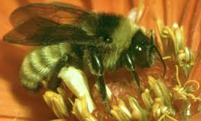 A common thing for all bees is that only female bees (queens and workers) have a stinger, and. Bumble Bees Of Florida Bombus Spp