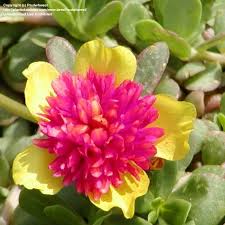 Pin On Garden Flowers Plants Etc