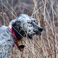 Interrogé lundi 2 août sur rtl sur la date à laquelle la france pourrait atteindre l'immunité collective. Accueil Le Setteranglais