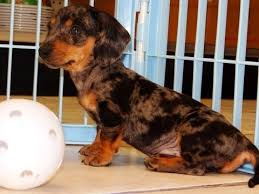 Search listings for dachshund and other items on ksl classifieds. Pin On Thing To Do