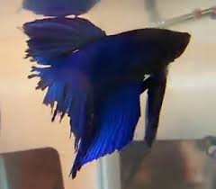 Fin Rot The Fish Doctor