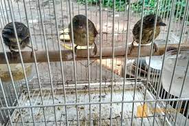 Download lagu flamboyan jantan gacor mp3 gratis dalam format mp3 dan mp4. Jual Burung Flamboyan Tangerang Selatan Jualo