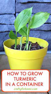 How To Grow Turmeric In A Pot Grow Turmeric Turmeric Plant Turmeric Seeds