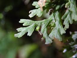 Image result for Crepidomanes inopinatum