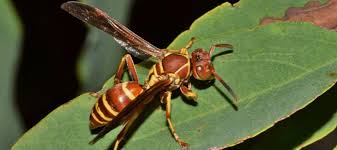 We did not find results for: How To Identify Different Types Of Wasps In Florida Abc Blog