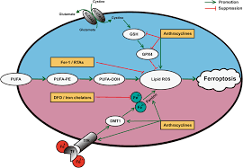 Image result for Ptycholobium contortum