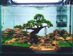 Aquarium Design On Instagram Oh Uzhe Eti Aziatskie Mastera Nu Umeyut Zhe Sozdavat Krasotu Skejp Iz Bonsaya I Kamnya Drakon Esli H Akuarium Taman Air Tempat