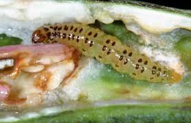 Image result for Crotalaria laburnoides