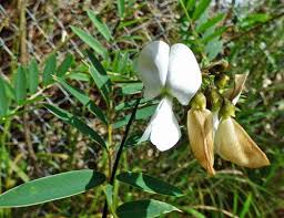 Image result for Tephrosia polystachya