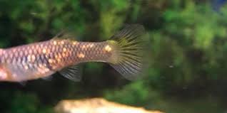 Guppy Diseases Parasites Remedies In 2020 Guppy Fish Parasite Guppy