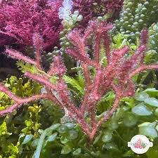 Image result for Ochna macrocalyx