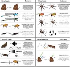 Clark is available for you to provide the best & exclusive help for the removal of pests. Frontiers The Role Of Learning On Insect And Spider Sexual Behaviors Sexual Trait Evolution And Speciation Ecology And Evolution