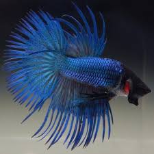 Live Betta Fish Male Metallic Royal Blue Crowntail Betta Peixe Betta Aquarios