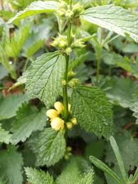 Image result for Lamium galeobdolon