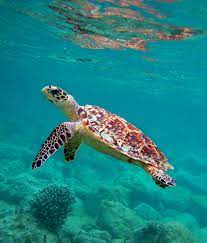 The heaviest hawksbill ever captured weighed 127 kg (280 lb). Hawksbills See Turtles