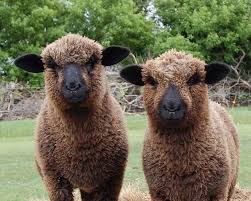 Black And White Sheep Breeds Nz Pin By Bear Creek Felting Teresa Pe On Sheep Sheep Breeds Romney Sheep Sheep