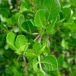 Image result for Searsia lucida