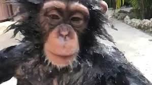Purchased as a gift, my daughter loves it for her baby, more flexibility of use. Video Adorable Moment Chimpanzee Washes Himself During Shower Time At The Zoo Daily Mail Online