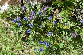 Image result for Polygala persicariifolia