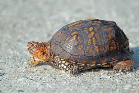 Box Turtle Box Turtle Turtle Tortoise As Pets
