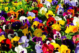 See more ideas about virágok, növények, virágos. Novenyek Viragok Szimbolikus Jelentese A E Viragot Egy Mosolyert