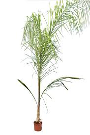 Image result for Syagrus romanzoffiana