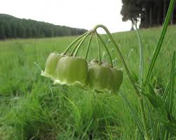 Image result for Pachycarpus concolor