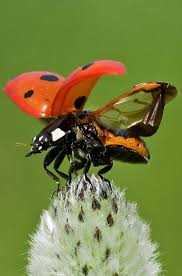 Ladybug Marienkafer Bilder Bilder Gluckskafer