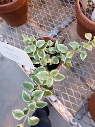 As best as i can tell the variegata is a cross between the aptenia cordifolia and delosperma. Aptenia Cordifolia Variegata Bessey Greenhouse Richard W Pohl Conservatory