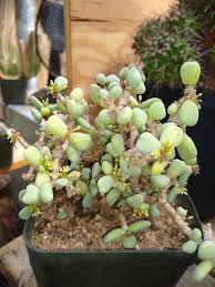 Image result for Ceropegia pygmaea
