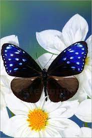 Stunning Butterfly More Pins Like This At Fosterginger Pinterest Bellos Insectos Mariposas De Colores Libelulas