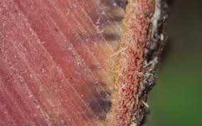 Image result for Ophrestia radicosa