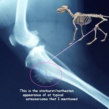 Without treatment, a dog diagnosed with osteosarcoma will succumb to the cancer in only one to two months. Sarcoma In Dogs