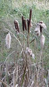Image result for Typha