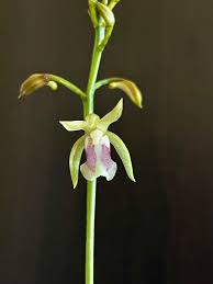 Image result for Oeceoclades maculata