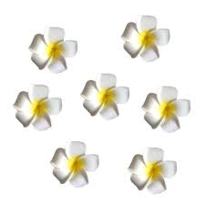 Huge sale on hawaiian plumeria plants now on. Yellow 12pcs Womens Bohemia Hawaiian White Plumeria Flower Foam Hair Clip Beach Sunhat Decor Girls Hairpins For Wedding Party Beach Holiday Walmart Com Walmart Com