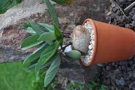 Image result for Adenia goetzei