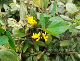 Image result for Dumasia