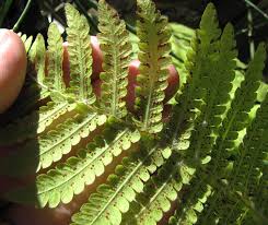 Image result for Christella dentata