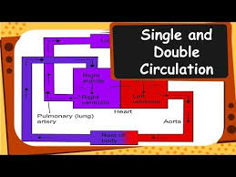 biology single and double circulation of blood life processes part 13 english